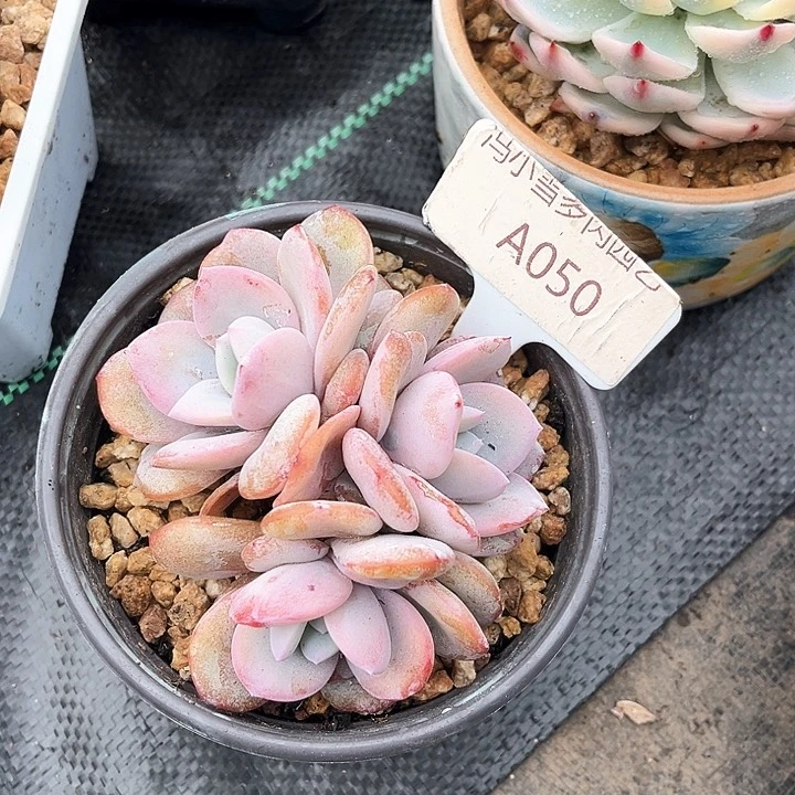 我是第一百个为妖姬应援