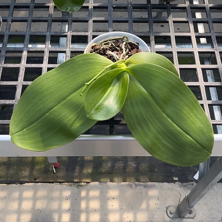 当前无花栽培后可以开花4.5寸杯象交熊王后