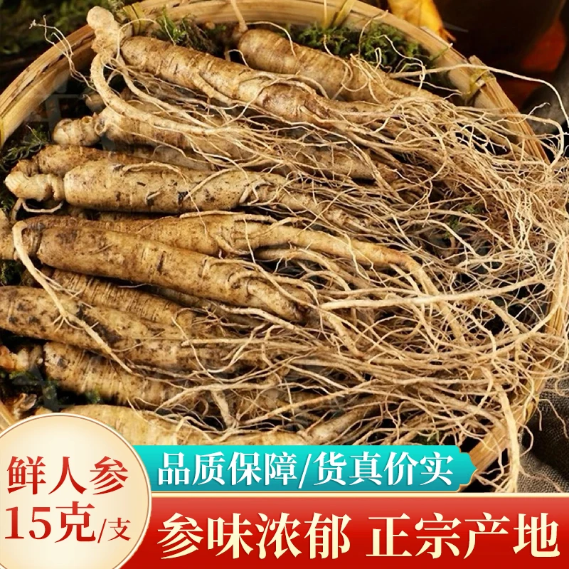 长白山鲜人参煲汤参泡酒参滋补炖鸡20g±（1斤）东北特产源头发货