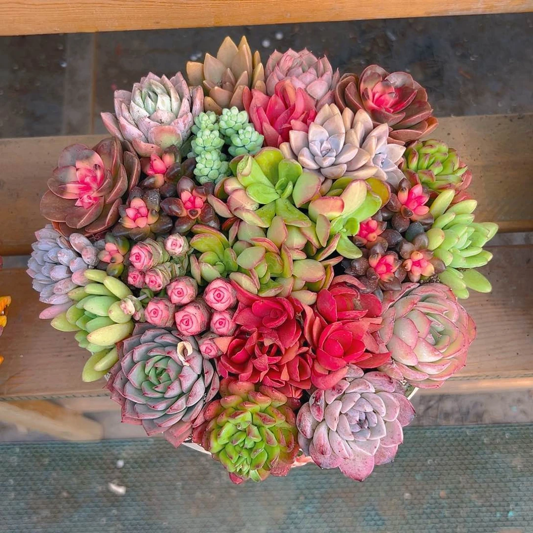 园口韩式花园多肉