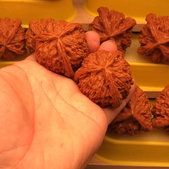 落****核桃核桃核桃核桃核桃核桃核桃