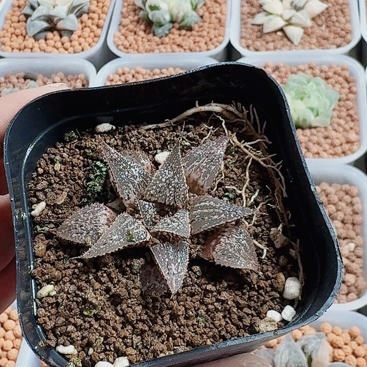传***云十二卷实生寿福利