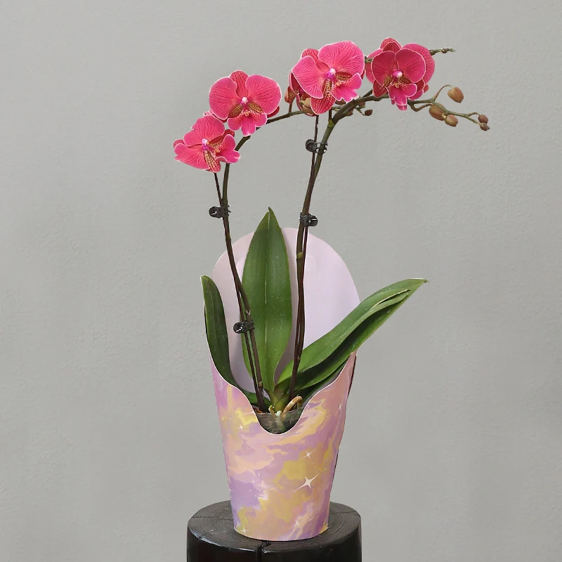 蝴蝶兰【花木兰】拍满5颗顺丰(偏远除外)高端蝴蝶兰