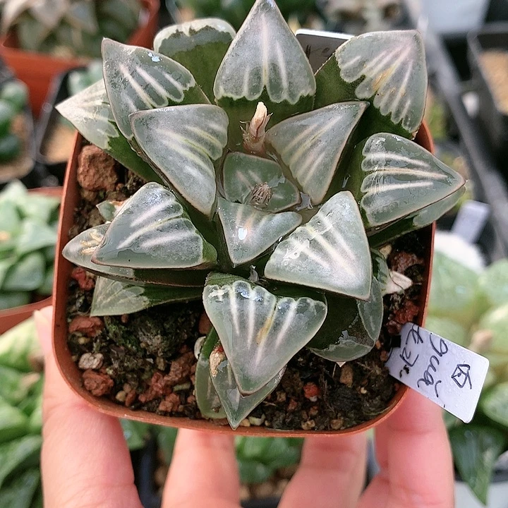 白寡妇一物一拍带盆