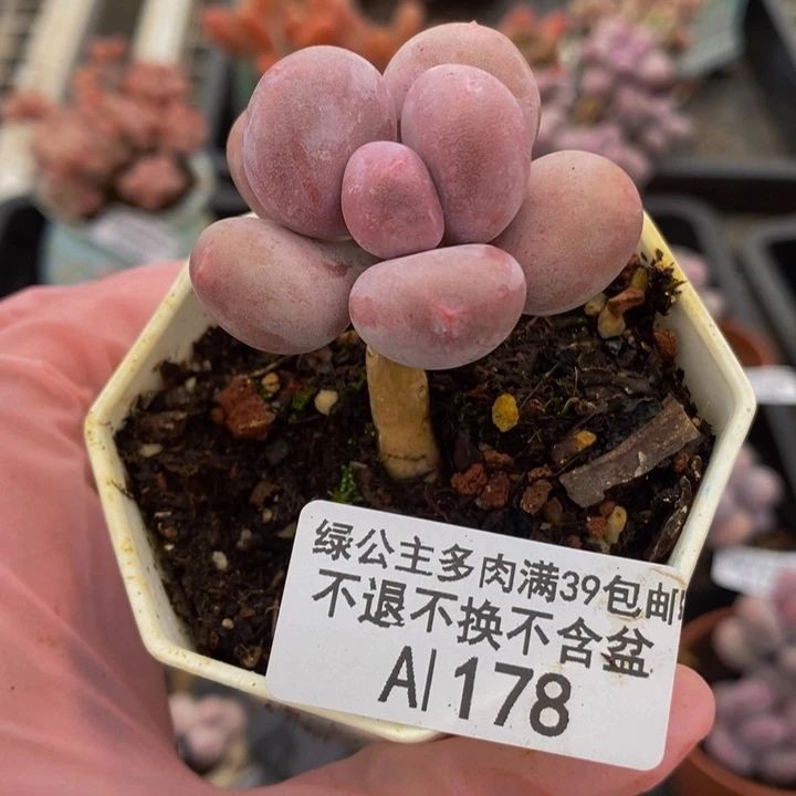 丸叶蛋黄奶178多肉植物