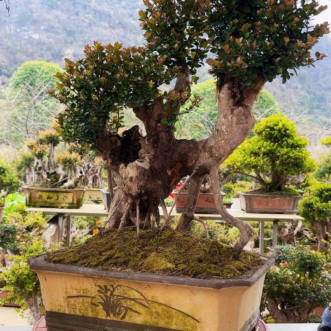 盆栽植物用****1盆栽植物