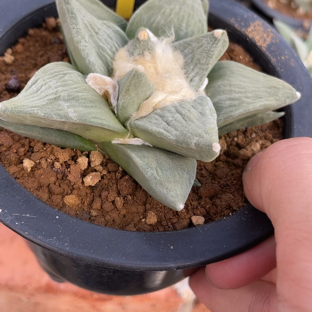 实生福利福利福利