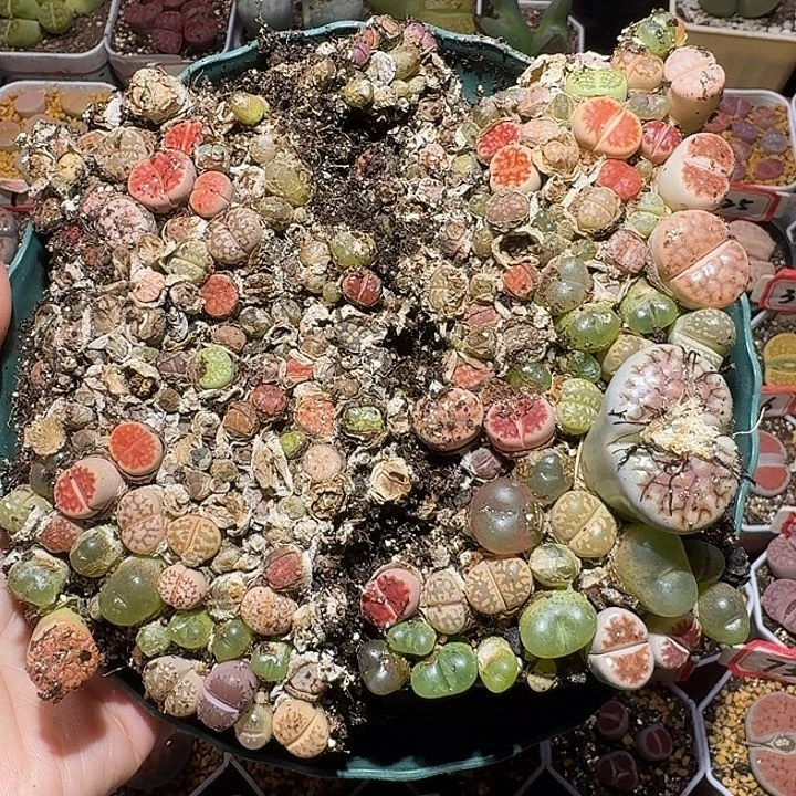 生石花111111。  无售后。  139