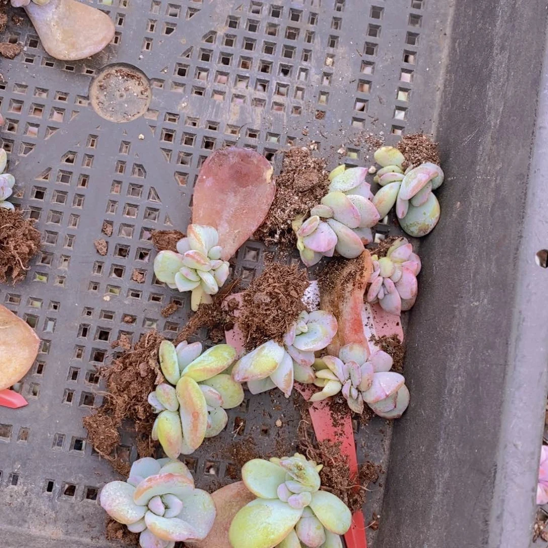 睿****常奶茶多肉植物叶插苗10棵4头。