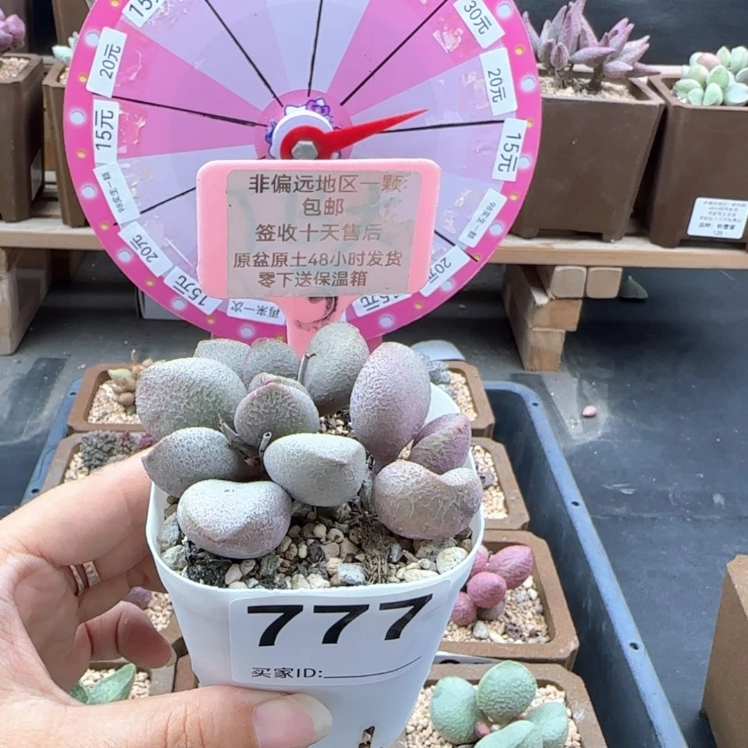 777甜心多肉植物