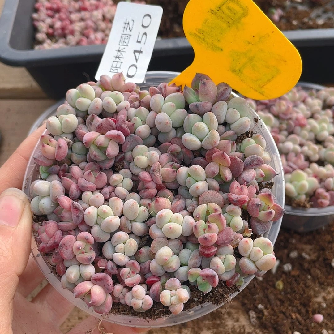 量拍多肉植物多肉植物450