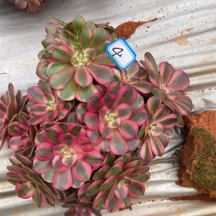 4，荔枝朵朵缀化法师