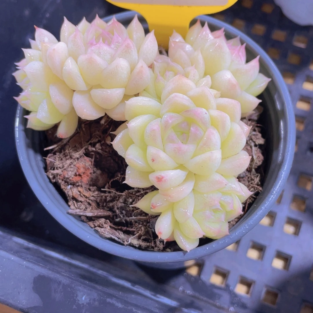 770号精品麦秆群