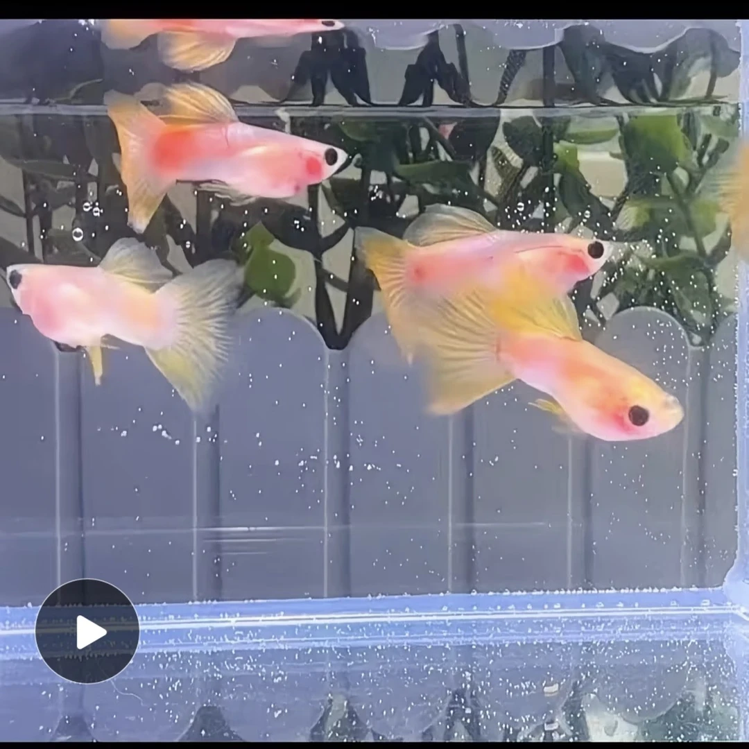 【幻彩玻璃猫鱼缸活鱼淡水小鱼观赏鱼孔雀鱼】好看耐活好养适合新手