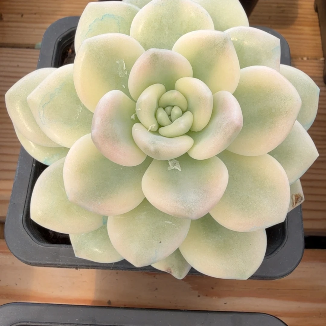 若桃 安吉园艺锦锦