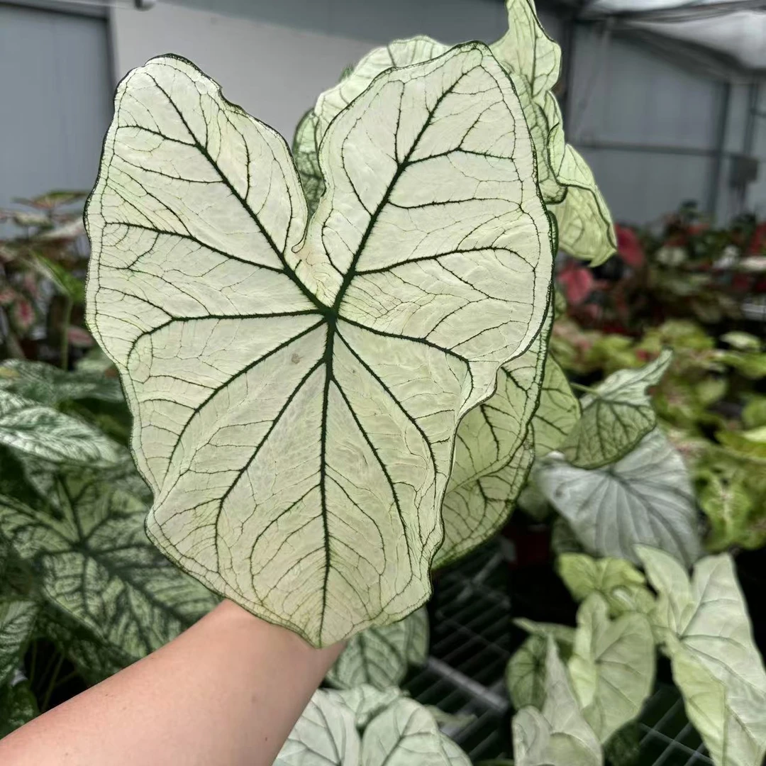 【白色恋人】大叶片彩叶芋锦化进口超大球根室内桌面阳台好养热植