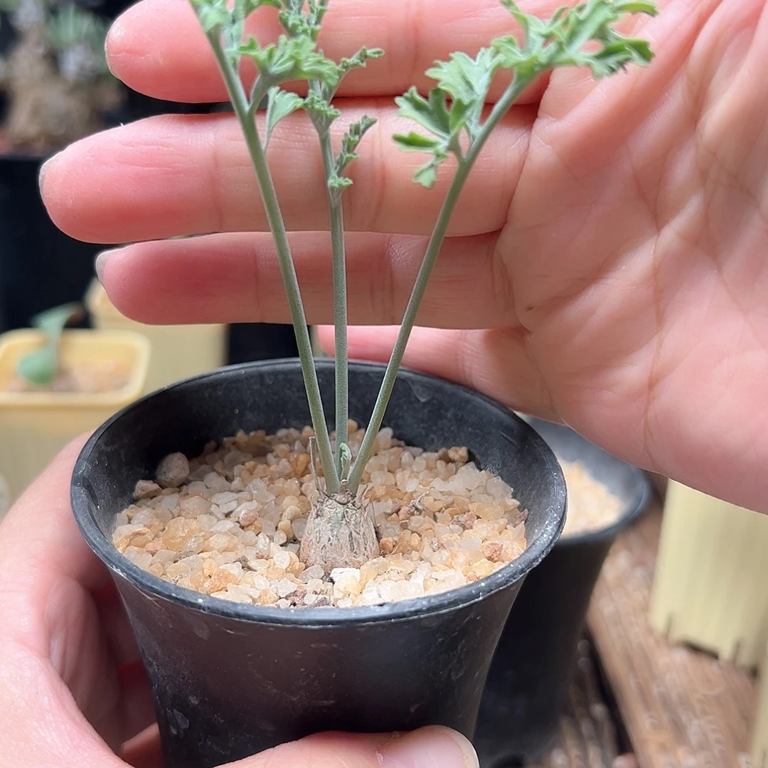 初代沉香鹿茸洋葵带盆包邮