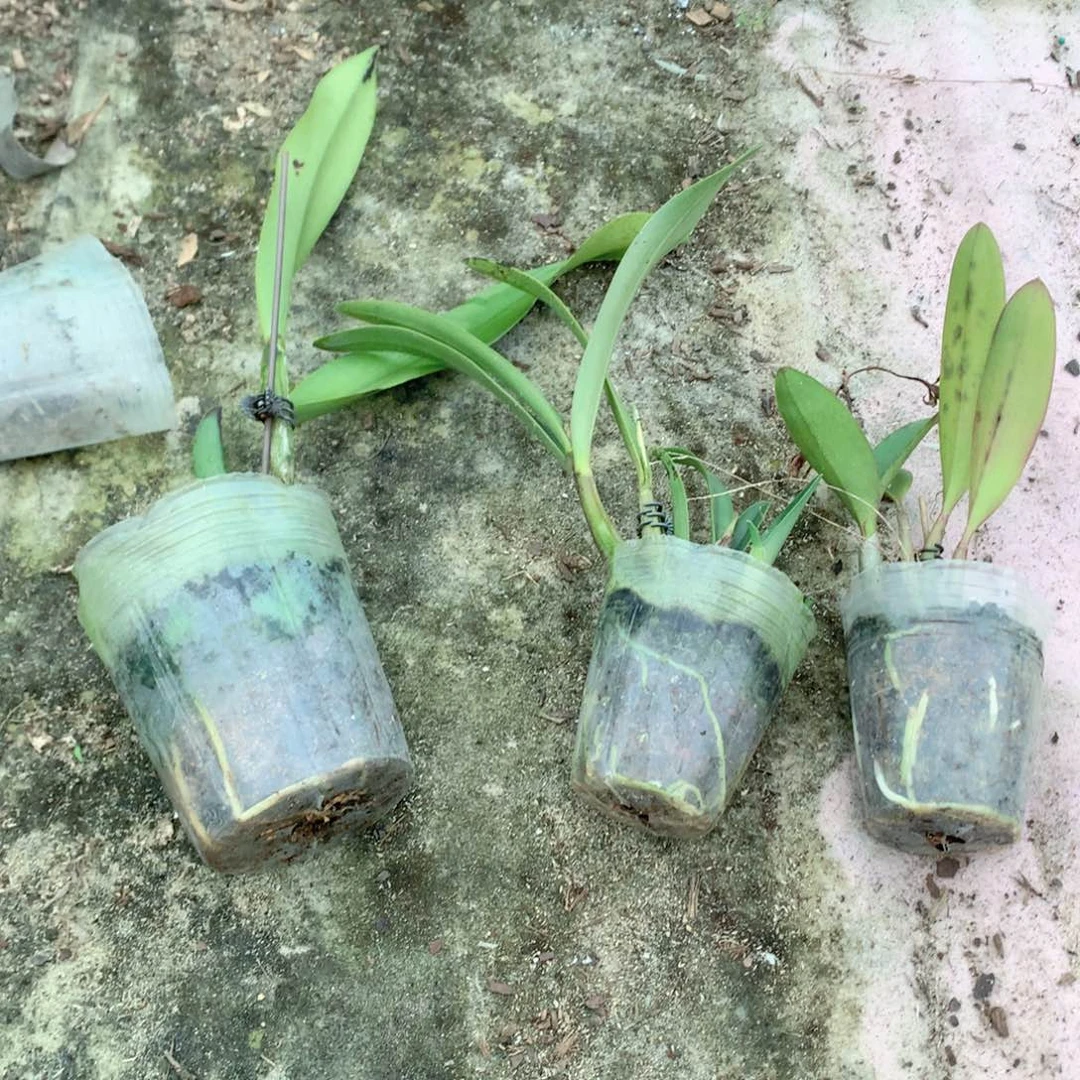 完全开放卡特兰，大，中，小.各3苖，裸根