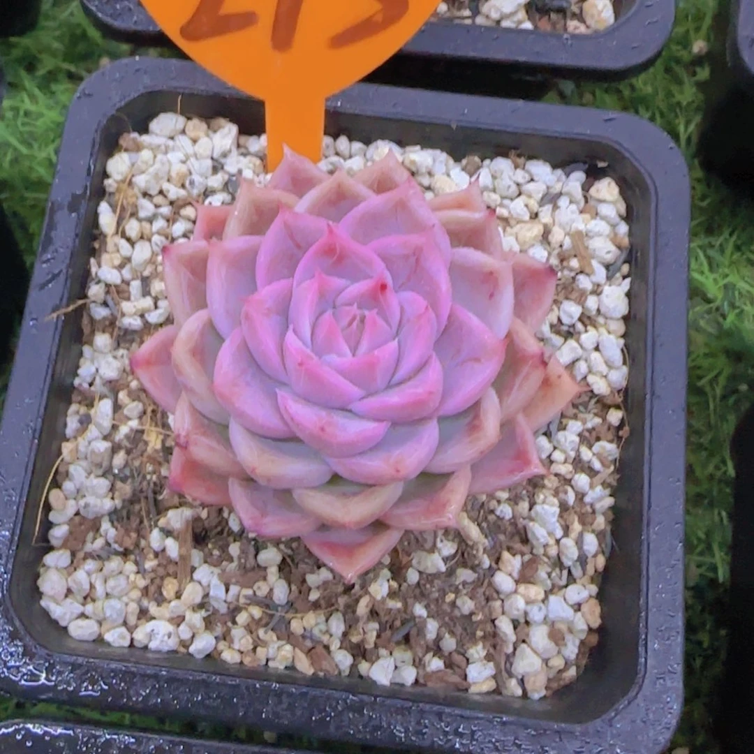 ❤️****273多肉植物一物一拍