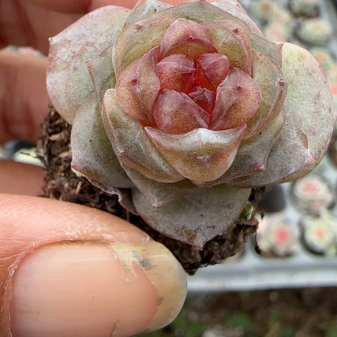 多肉小卡拉米糖心一物一拍