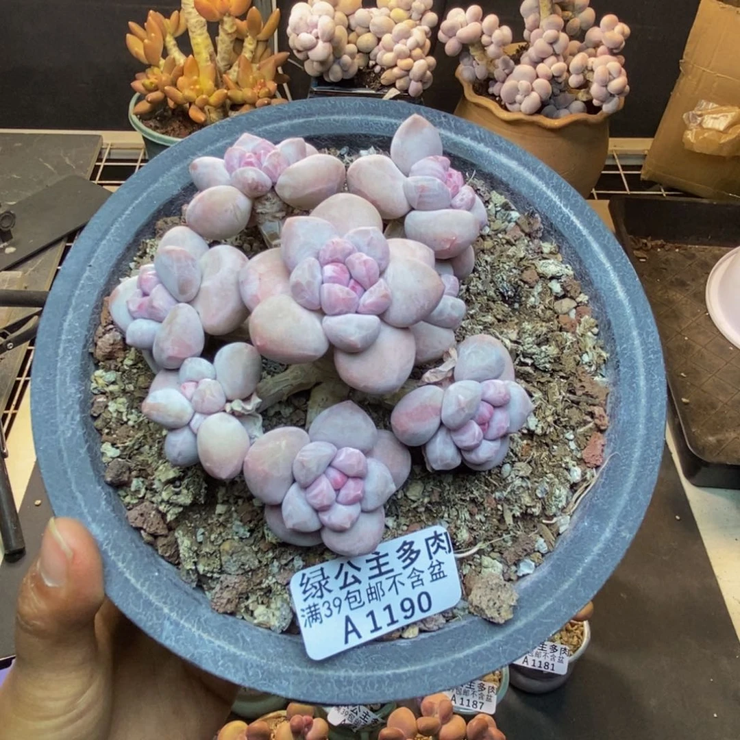 190香水多肉肉9cm