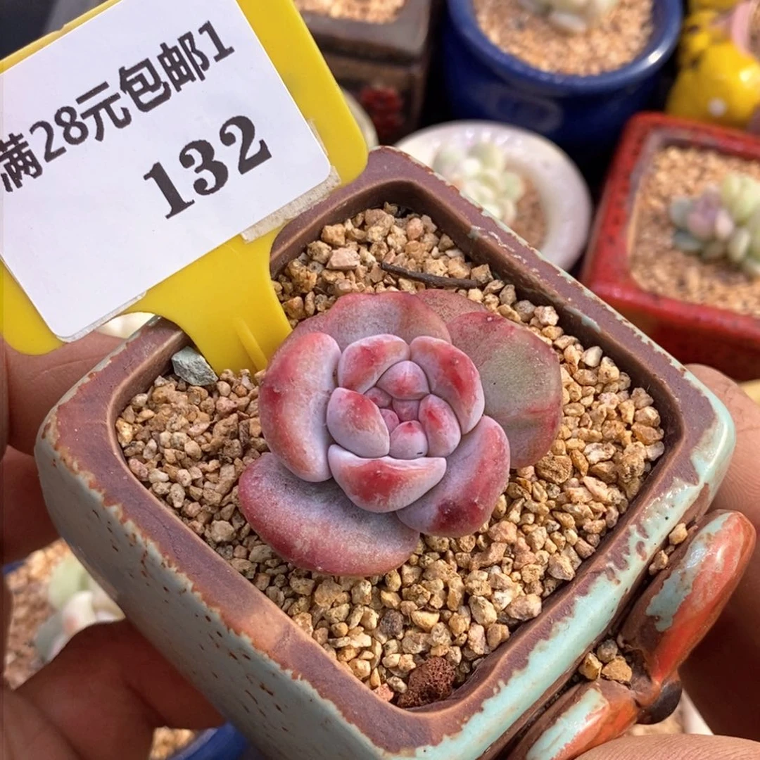 1132石榴仔拉丝锦多肉