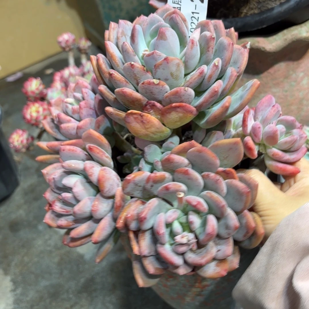 同温层多肉灰姑娘280