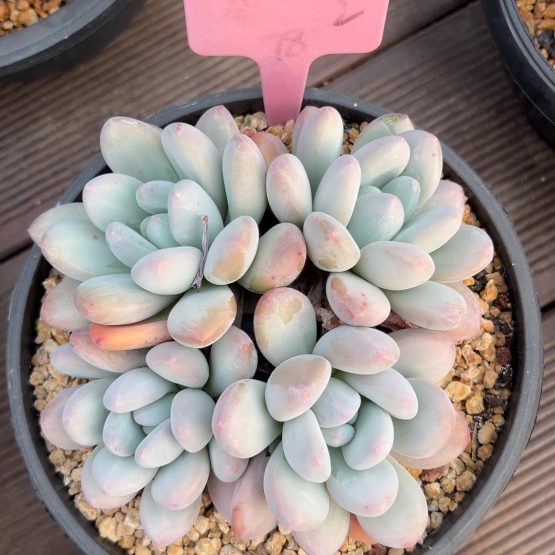 特价香水1111111111111