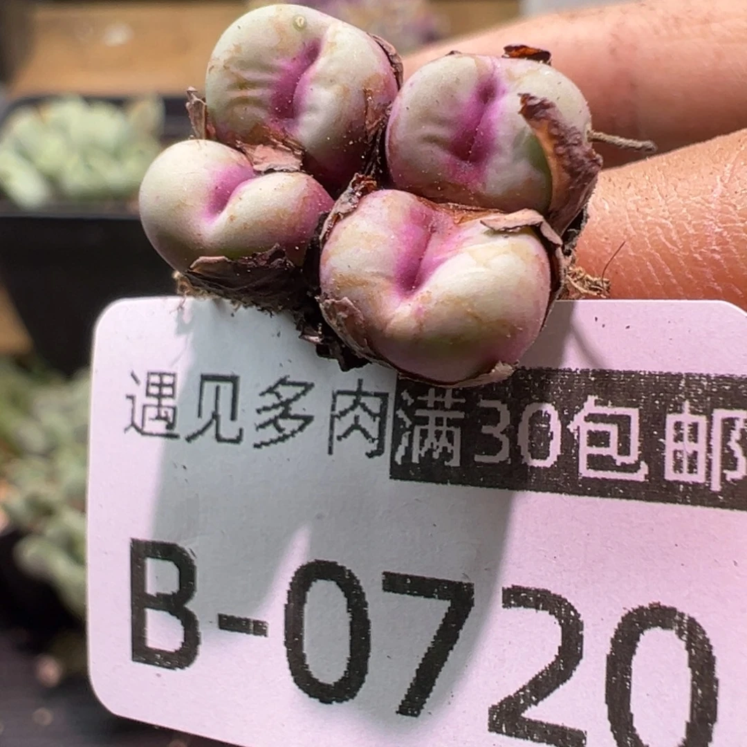 风***落多肉植物11111111111