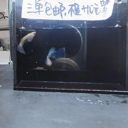 孔雀鱼辛加兰一对