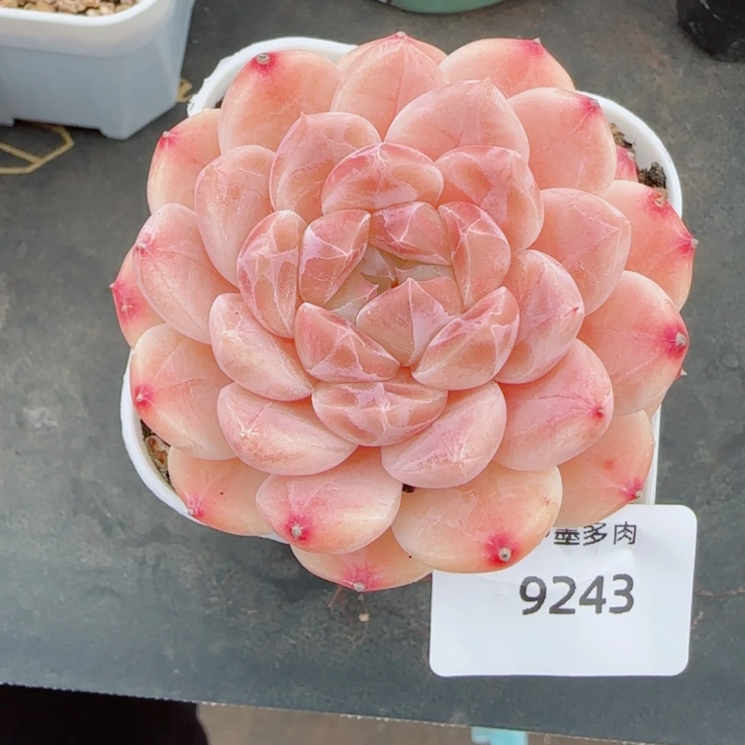 樱花冰魄，9243多肉植物