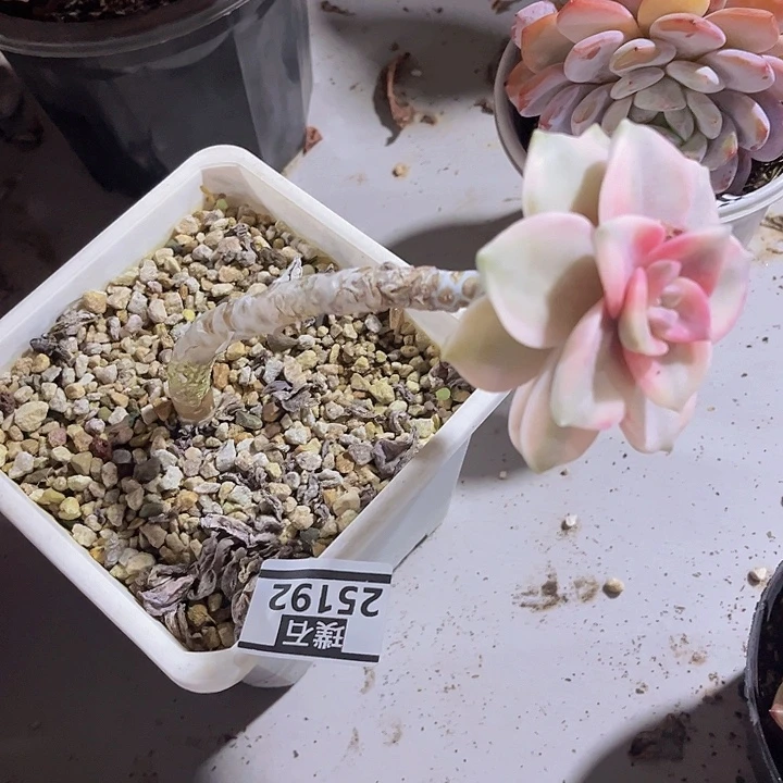 紫乐锦25192多肉植物