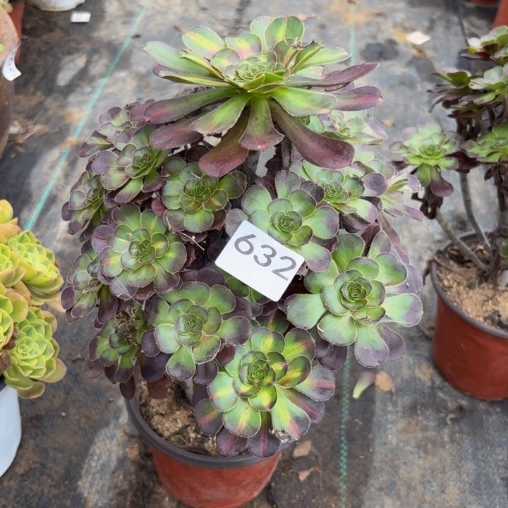 黑原叶多肉植物不包损632