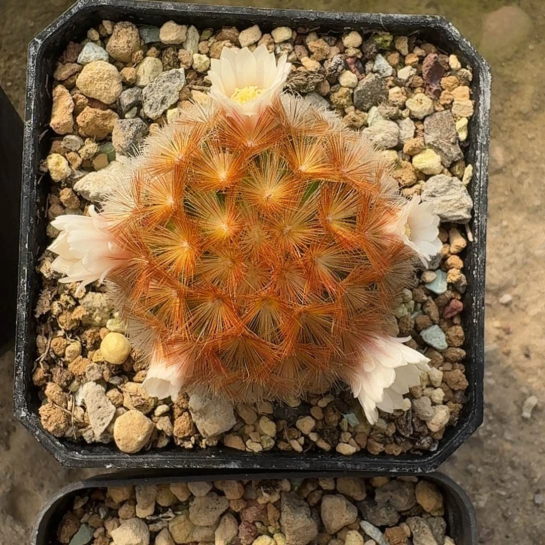 直播间，嘉文，专拍，