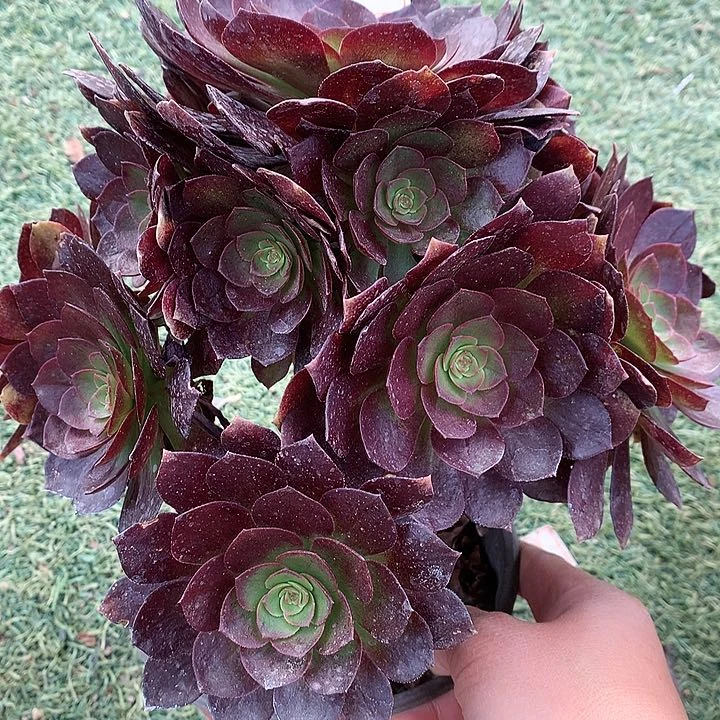 905赤焰莲多肉植物