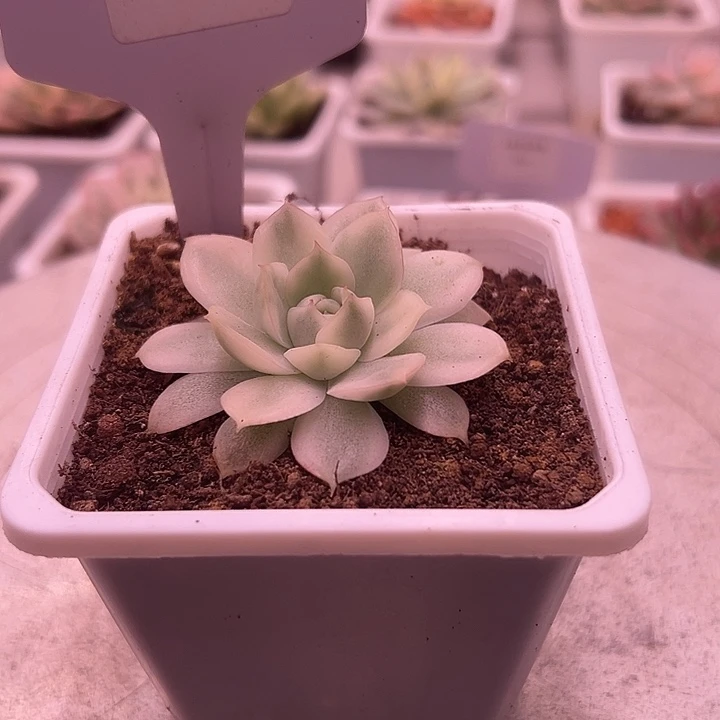 1054号韩水晶锦多肉