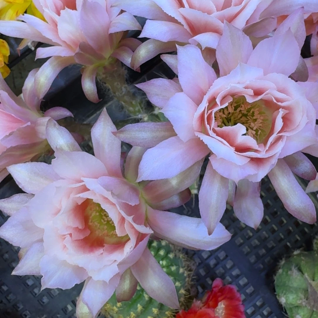 319丽花阳光少女歪3公分无根侧牙，20包邮