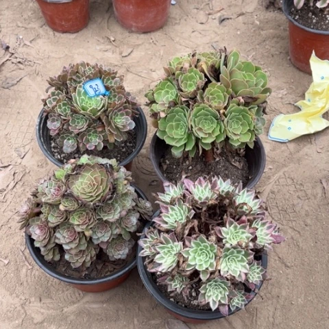 923多肉植物组合，
