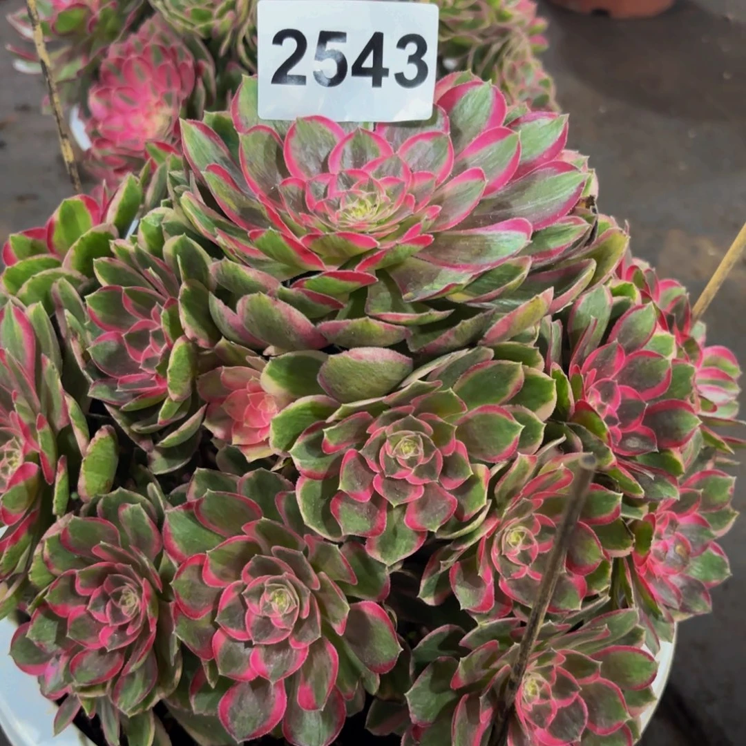 2543多肉植物孔雀翎