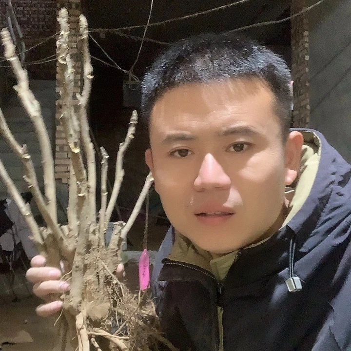山***哥当前无花栽培后可以开花1