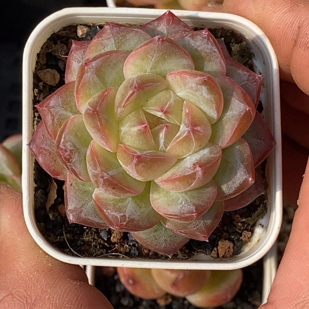 天官赐福百无禁忌