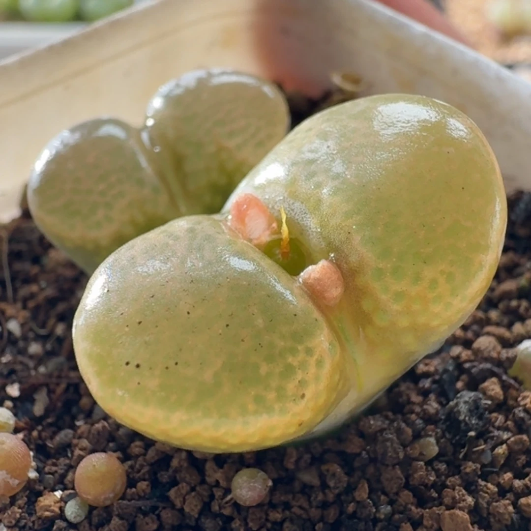 3529风铃玉清棚价