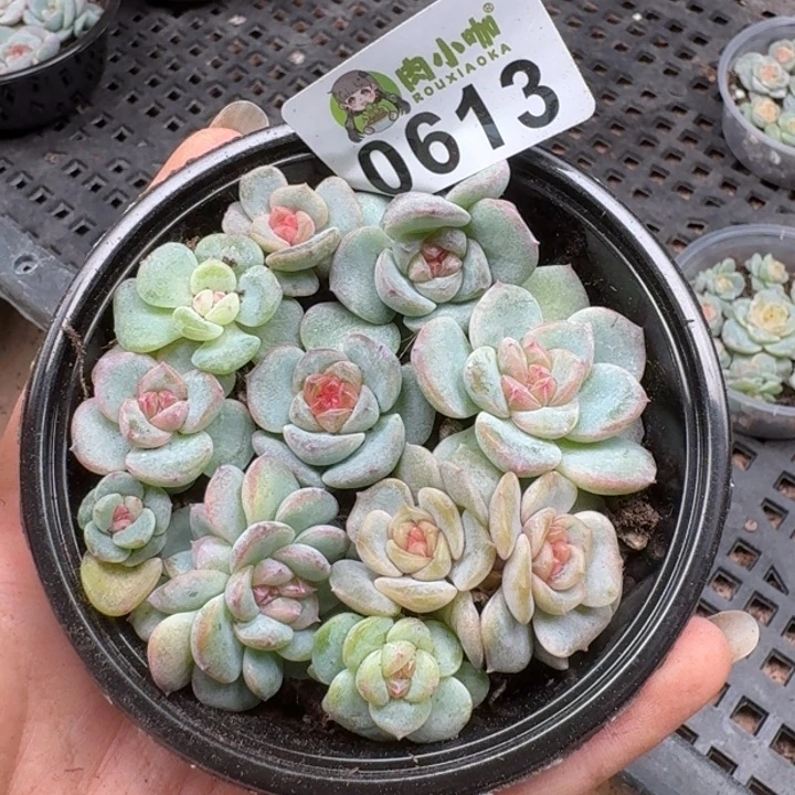 多肉植物多肉植物