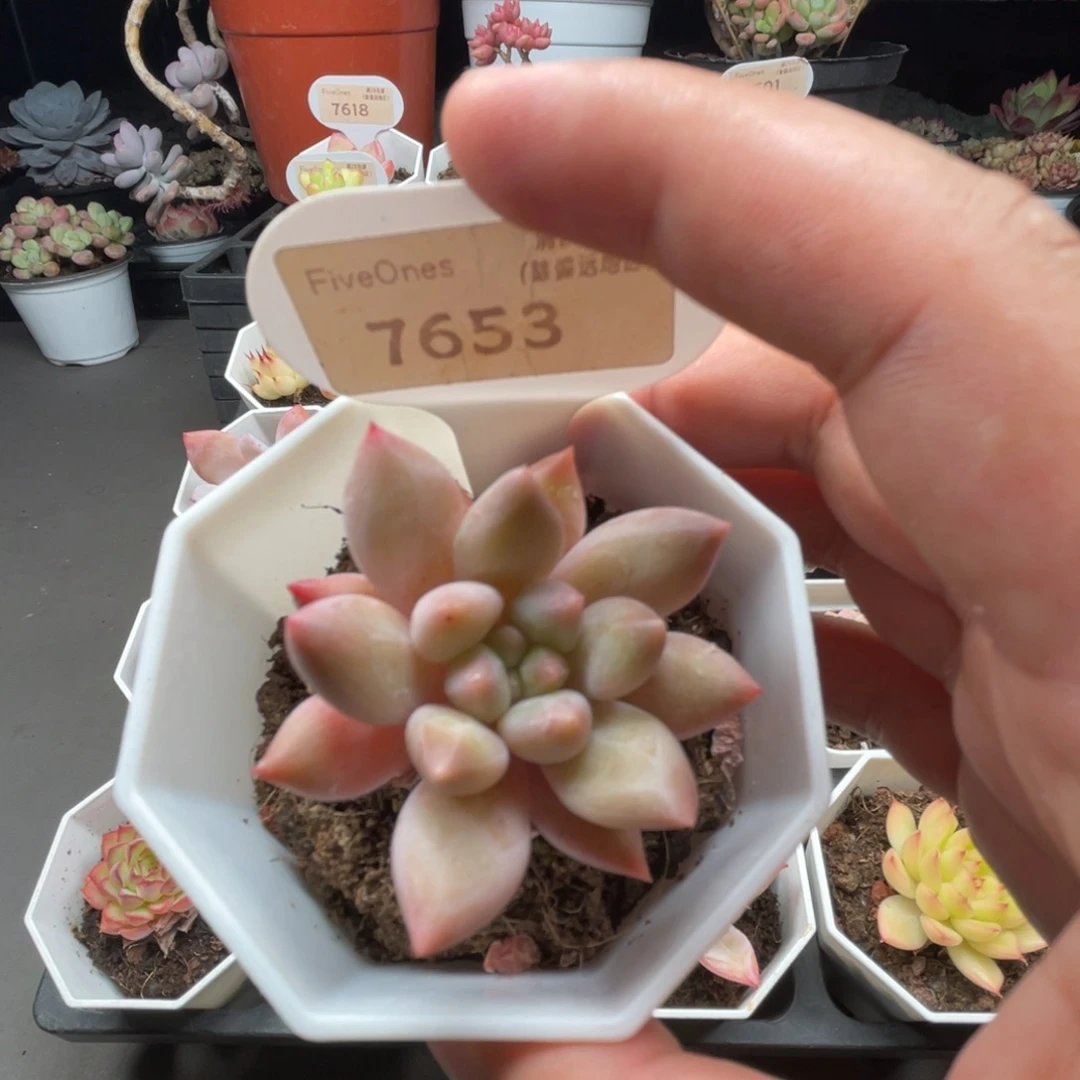 7653红蜻蜓4.0厘米