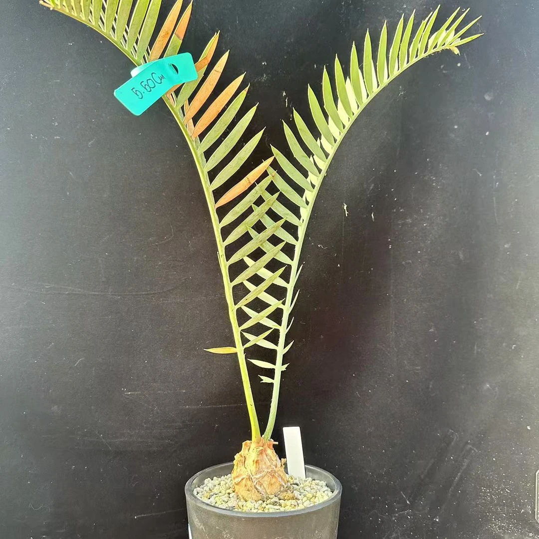 实生莱曼尼 蓝叶铁树 潮流块根植物 一物一拍