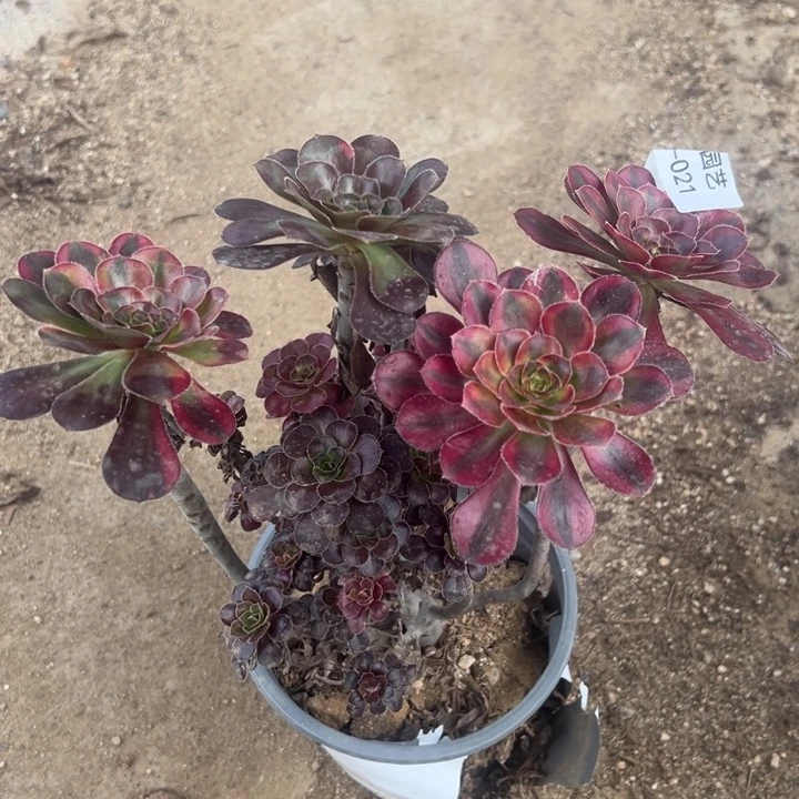 花蝴蝶多肉植物021