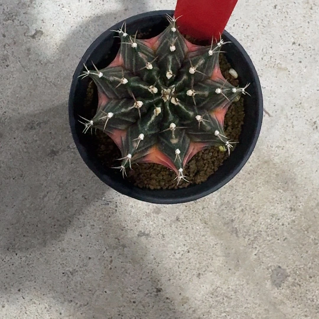 L533-1115广东发货