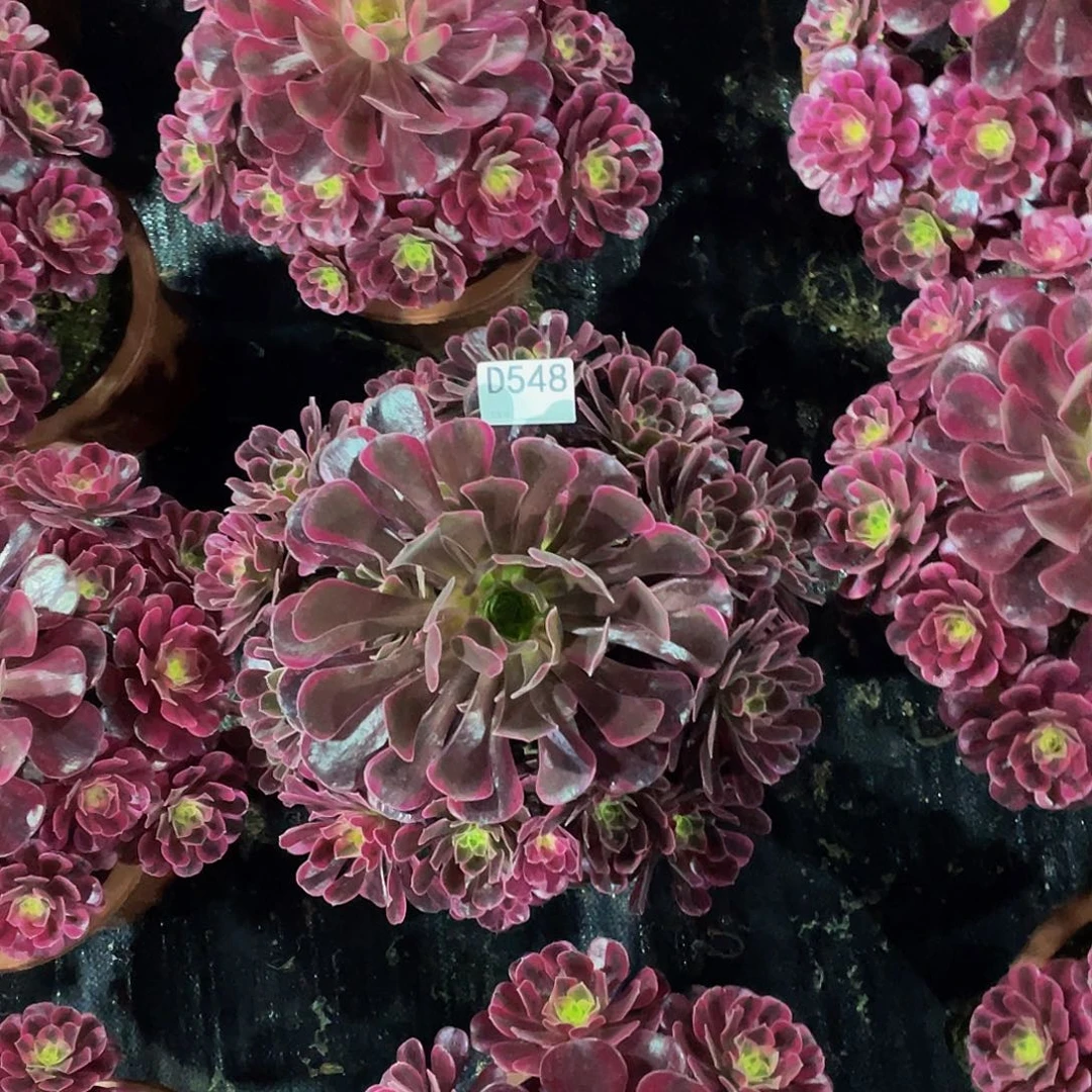 蒙娜丽莎多肉     548