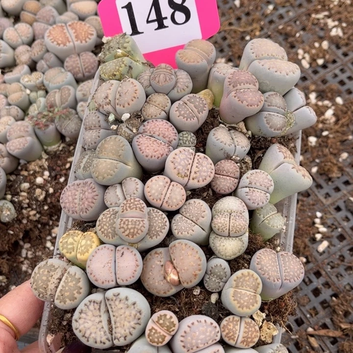 148号88888888889999