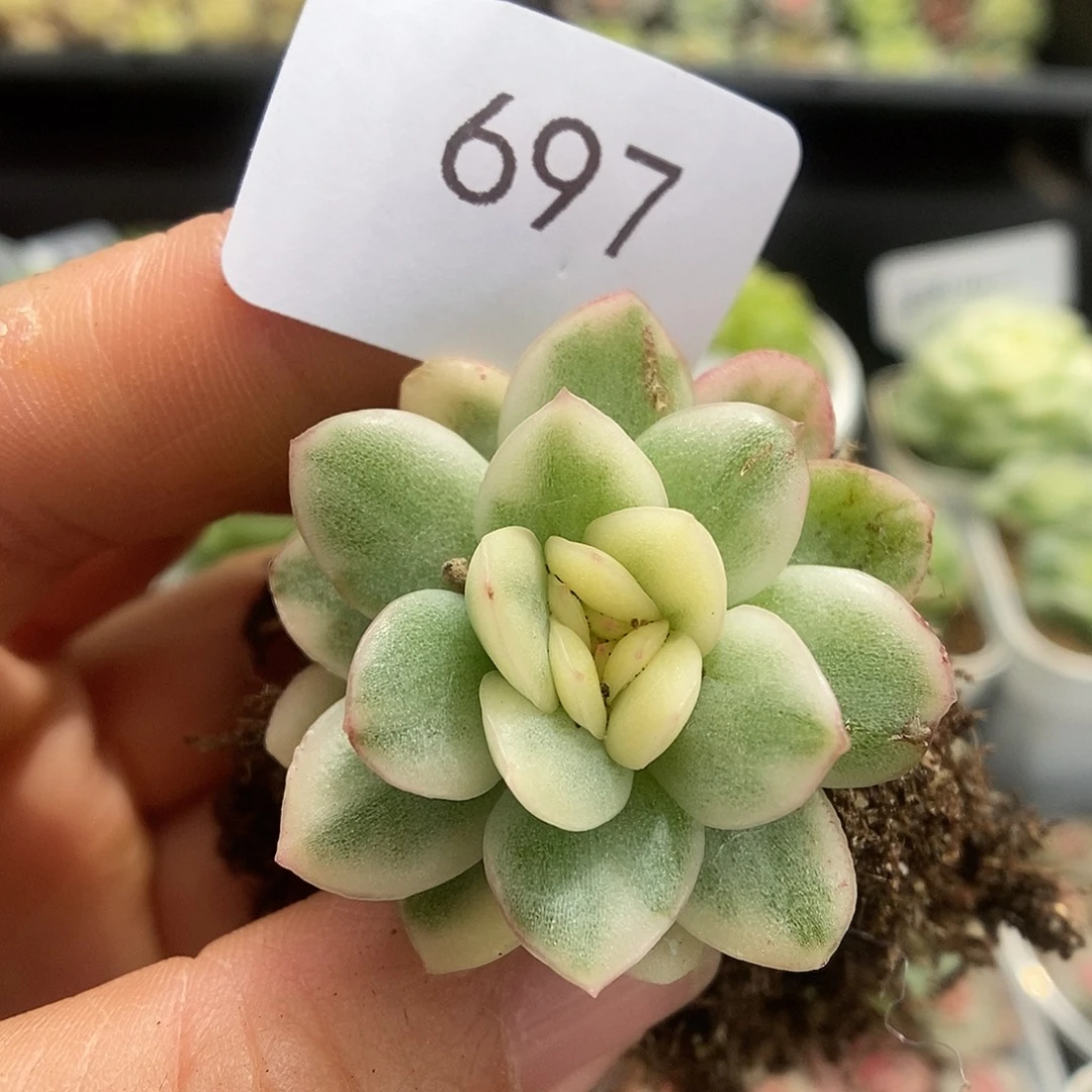 一物一拍一物一拍925-697